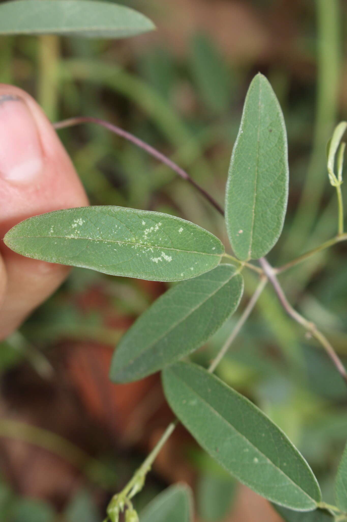 Image of Galactia tenuiflora var. lucida Baker