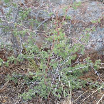 Plancia ëd Mimosa aculeaticarpa Ortega