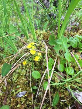 Image of Ogilvie Range draba