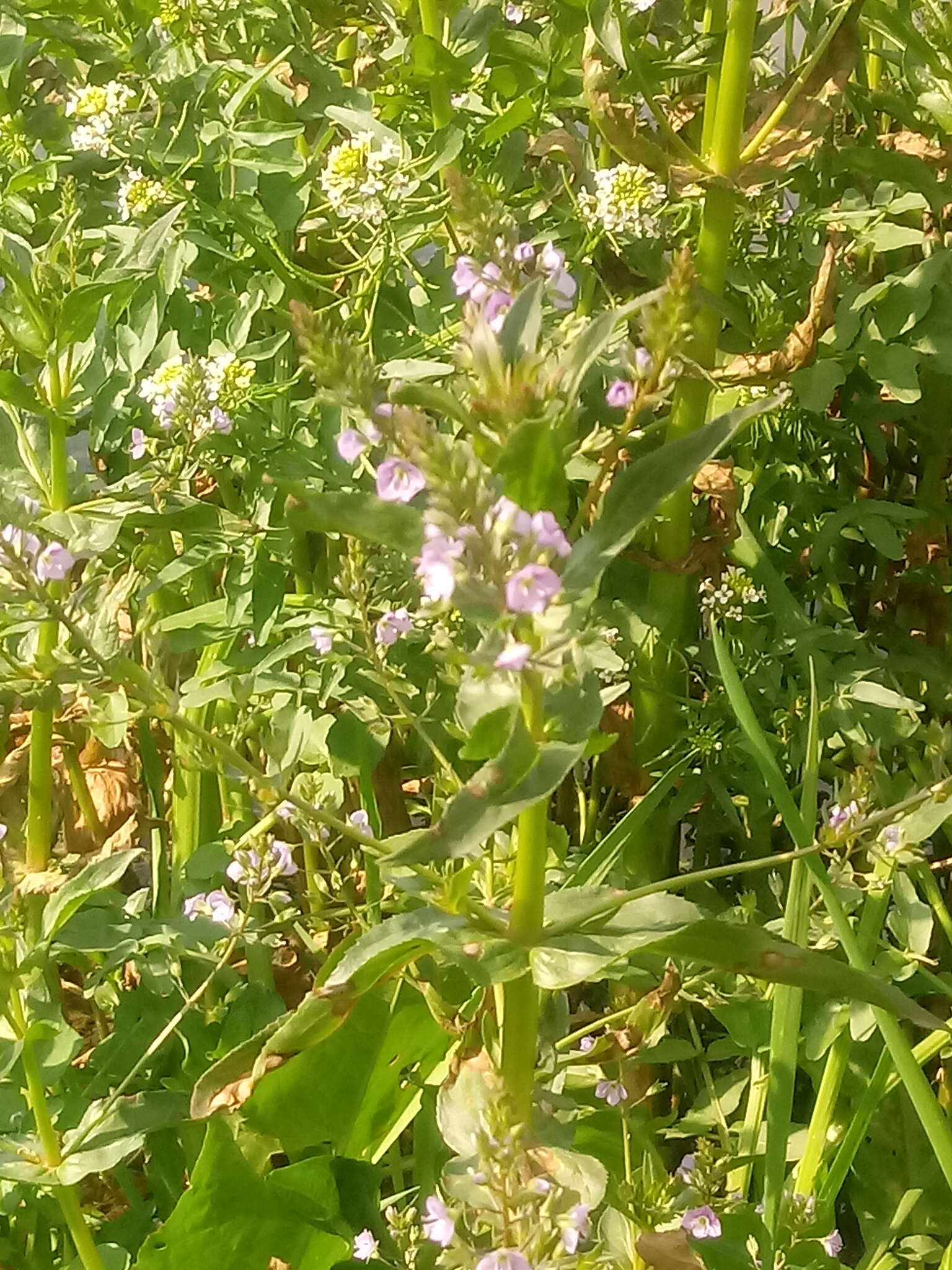 Слика од Veronica anagallis-aquatica subsp. anagallis-aquatica