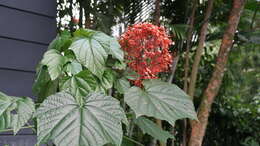 Imagem de Clerodendrum paniculatum L.