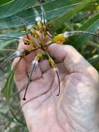 Image of Grevillea venusta R. Br.