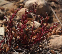 Sivun Sedum microcarpum (Sibth. & Sm.) S. Schönland kuva