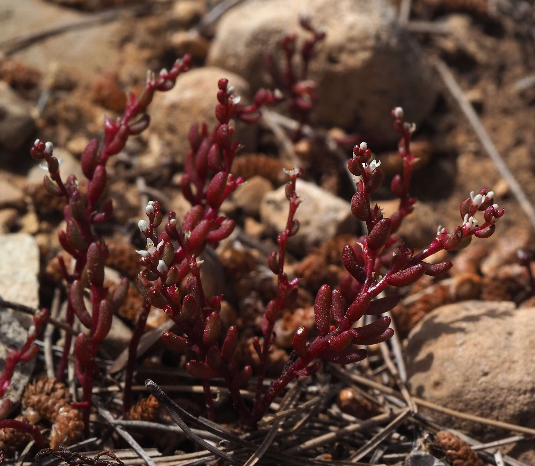 Sivun Sedum microcarpum (Sibth. & Sm.) S. Schönland kuva