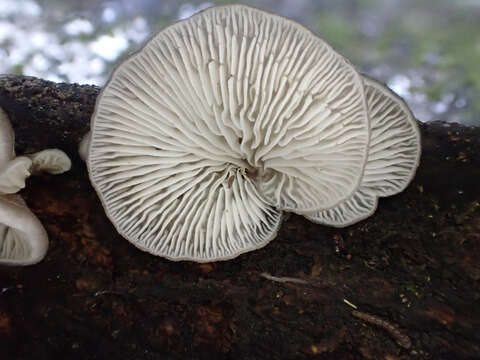 Image de Hohenbuehelia reniformis (G. Mey.) Singer 1951