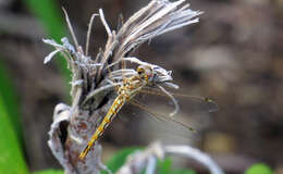 Image of Variegated Meadowhawk