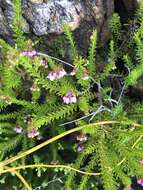 Image of Erica curvirostris var. curvirostris