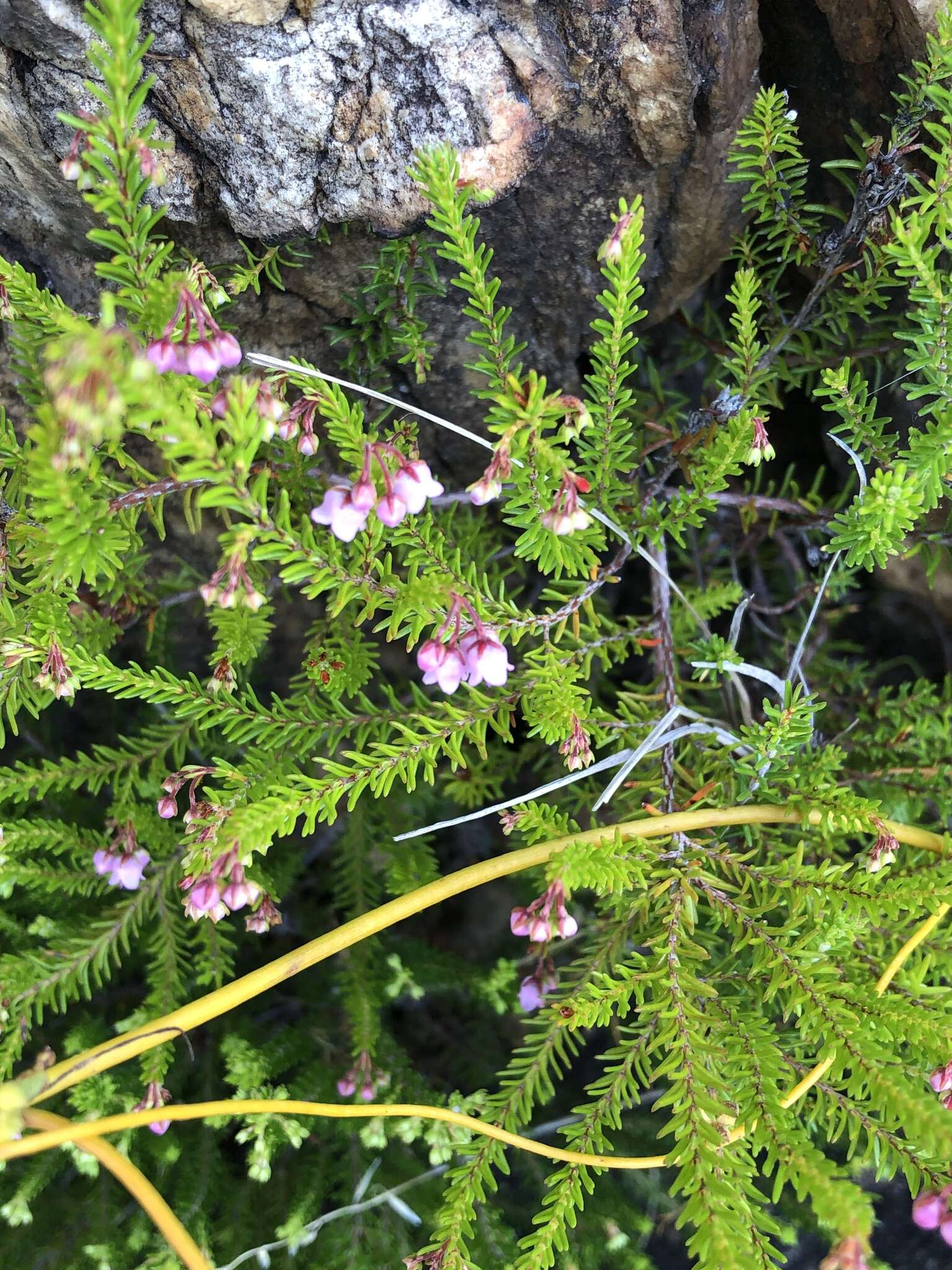 Image of Erica curvirostris var. curvirostris