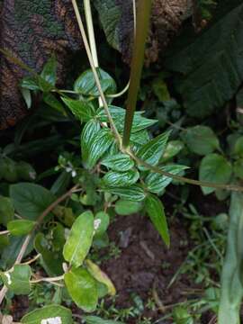 Image of Valeriana pyramidalis Kunth