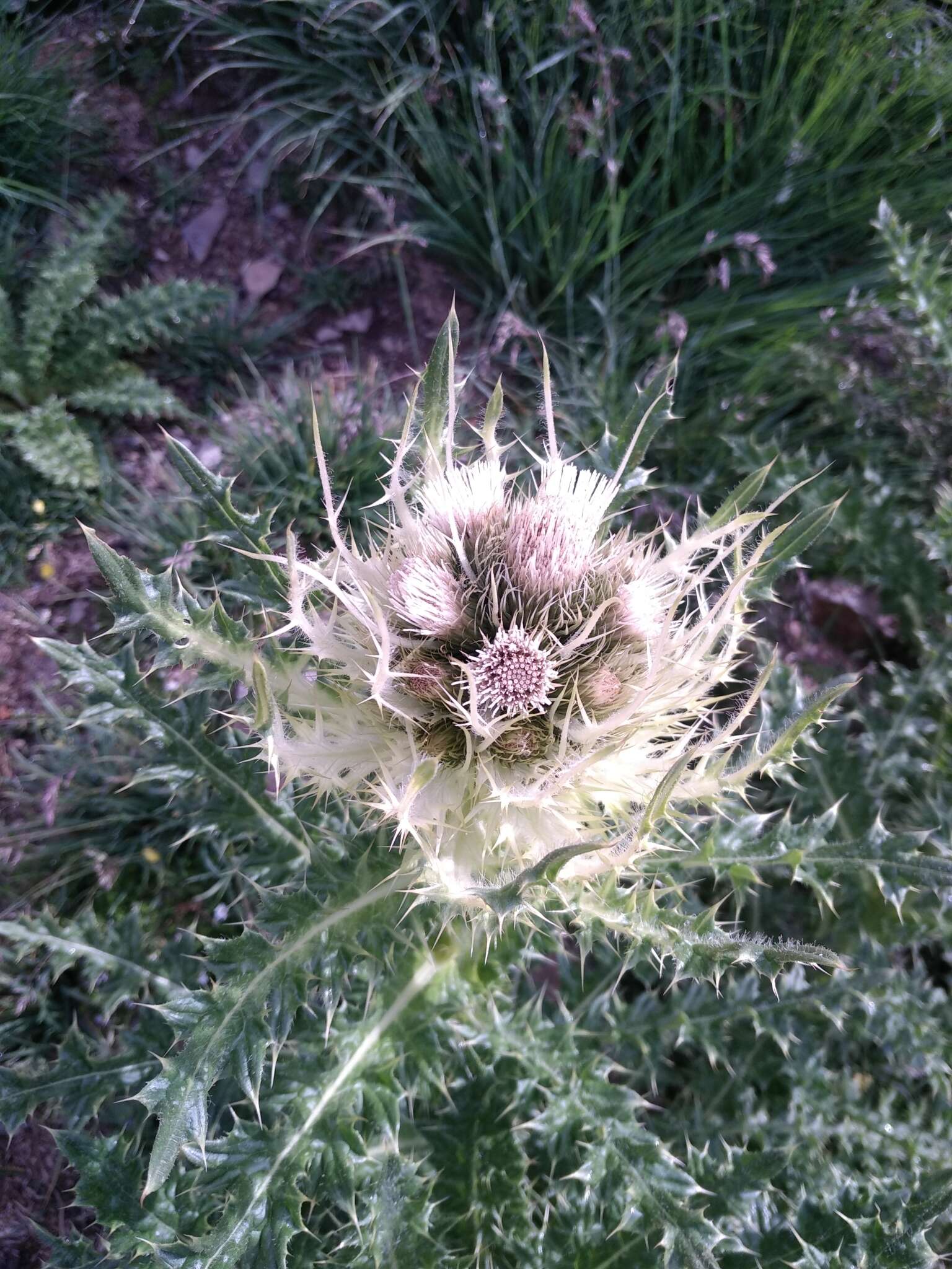 Image of Spiniest Thistle