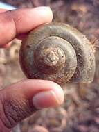 Image of Apple snail