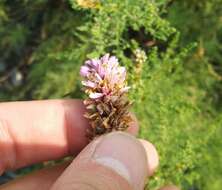 صورة Myricaria bracteata Royle