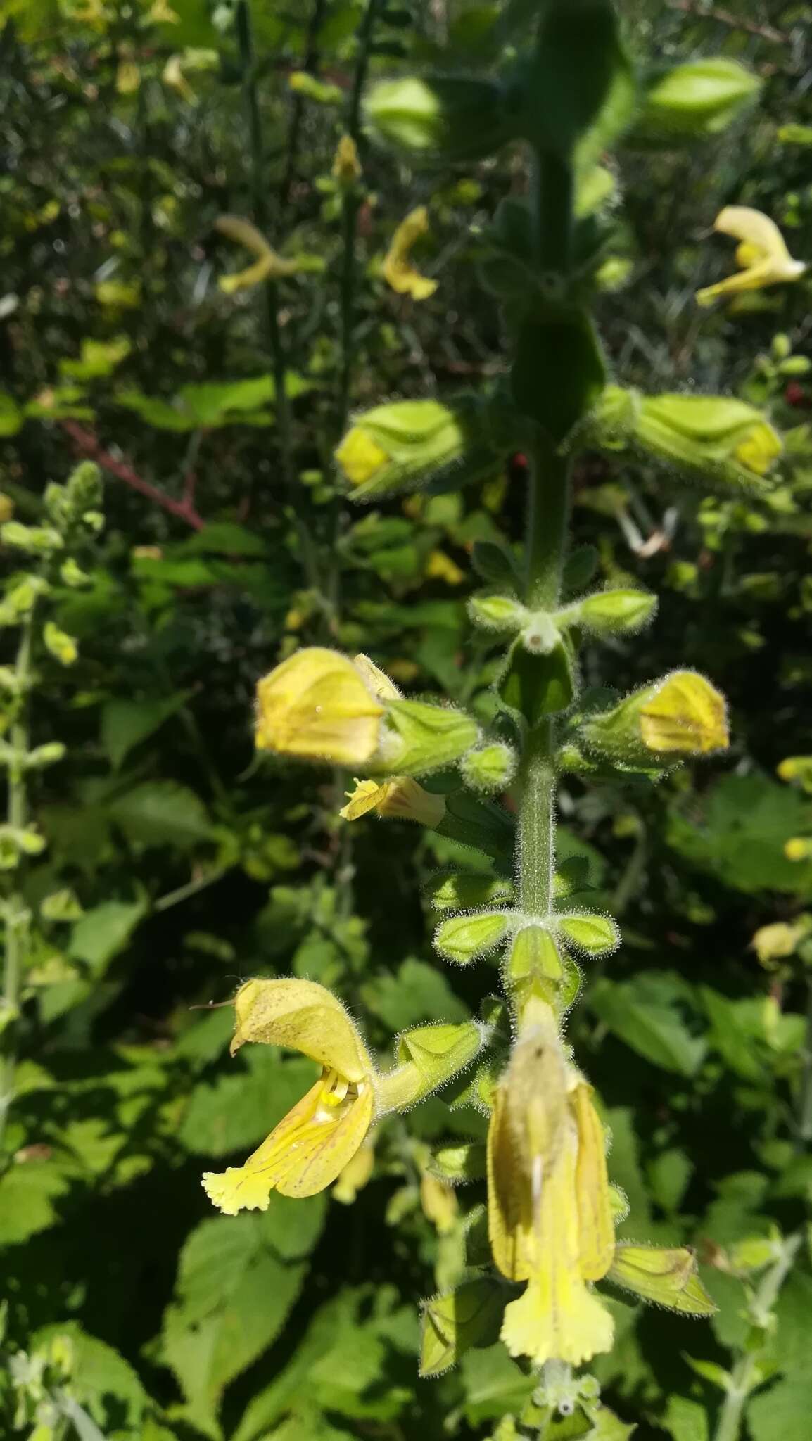 Imagem de Salvia glutinosa L.