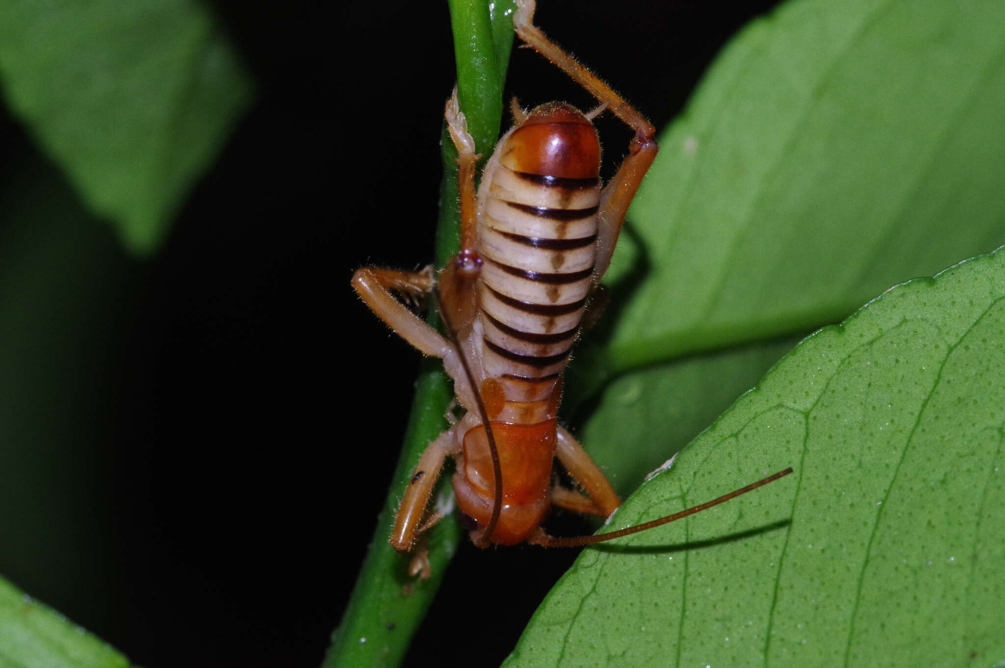 Sivun Metriogryllacris (Metriogryllacris) magna (Matsumura & Shiraki 1908) kuva