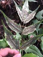 Image of dwarf netvein hollyfern