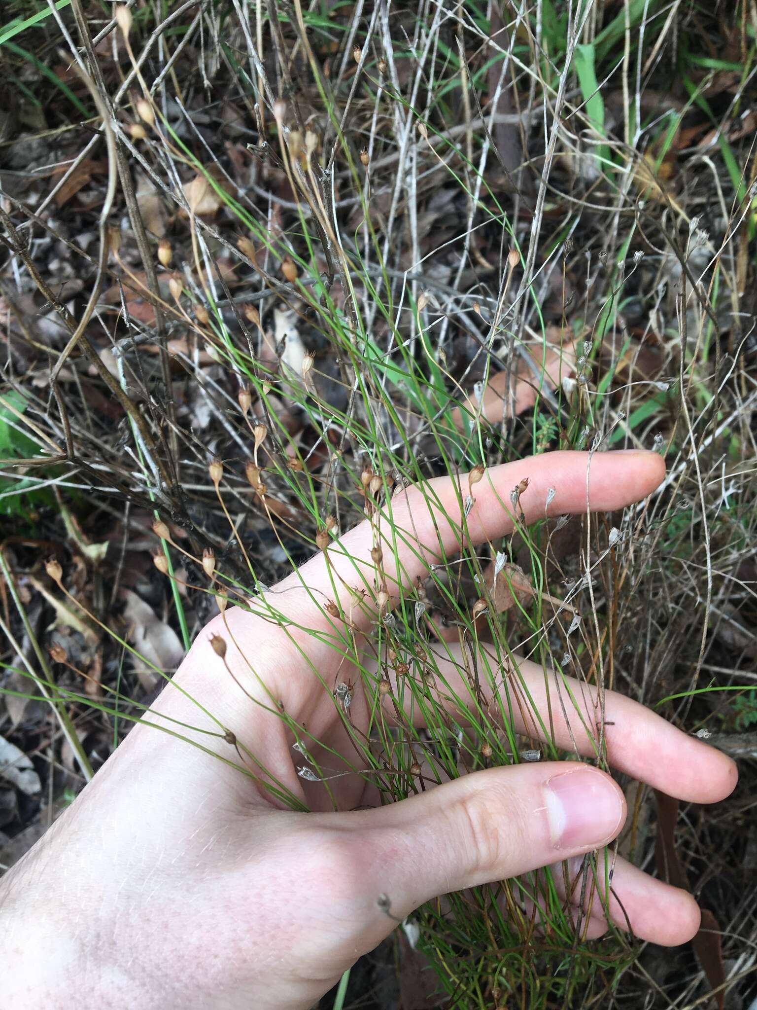 صورة Wahlenbergia gracilis (G. Forst.) A. DC.