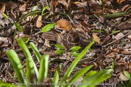 Image of Rufous Nightjar