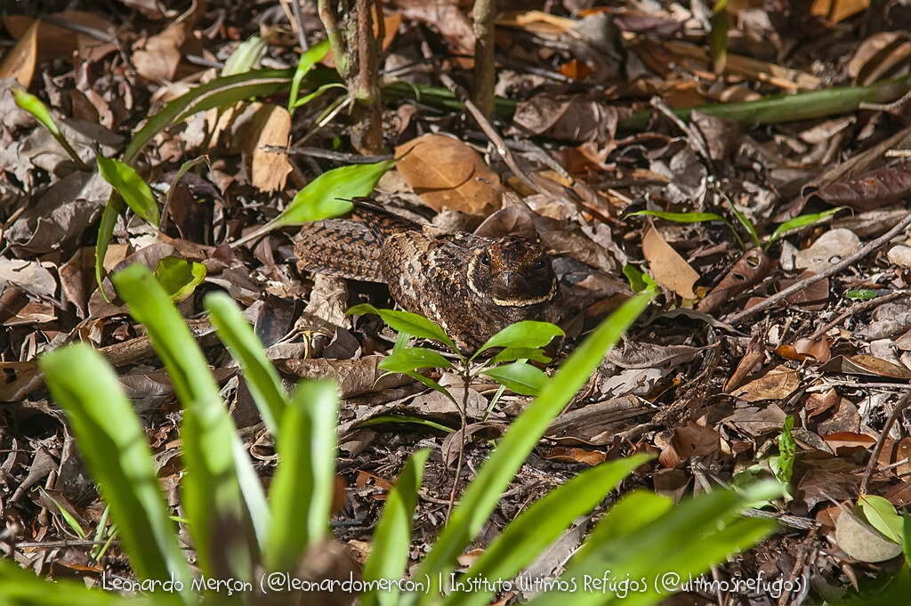 Image of Rufous Nightjar