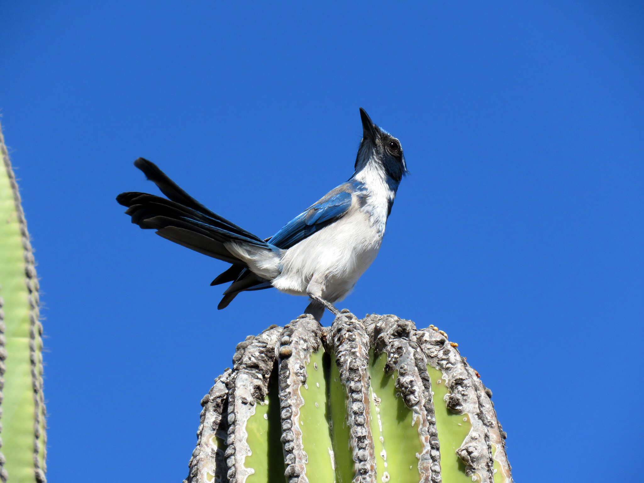 صورة Aphelocoma californica hypoleuca Ridgway 1887