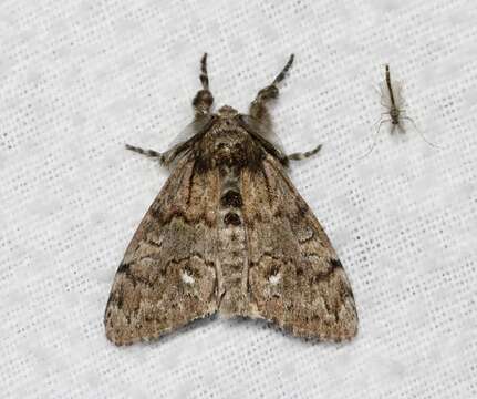 Image of Northern Pine Tussock Moth