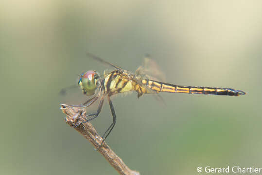 Image of Lyriothemis mortoni Ris 1919