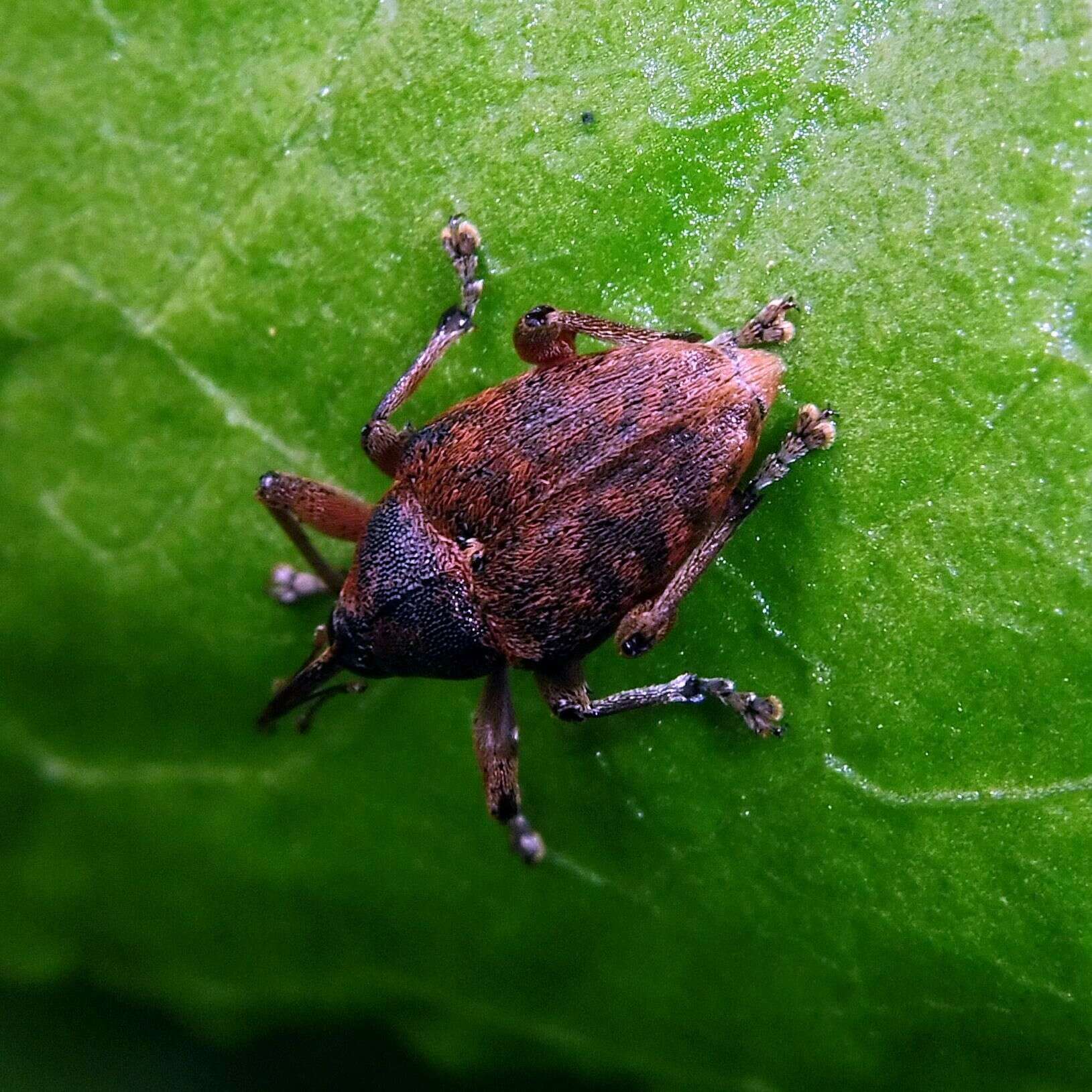 Image of Acorn weevil