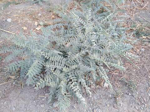 Imagem de Sophora pachycarpa C. A. Mey.