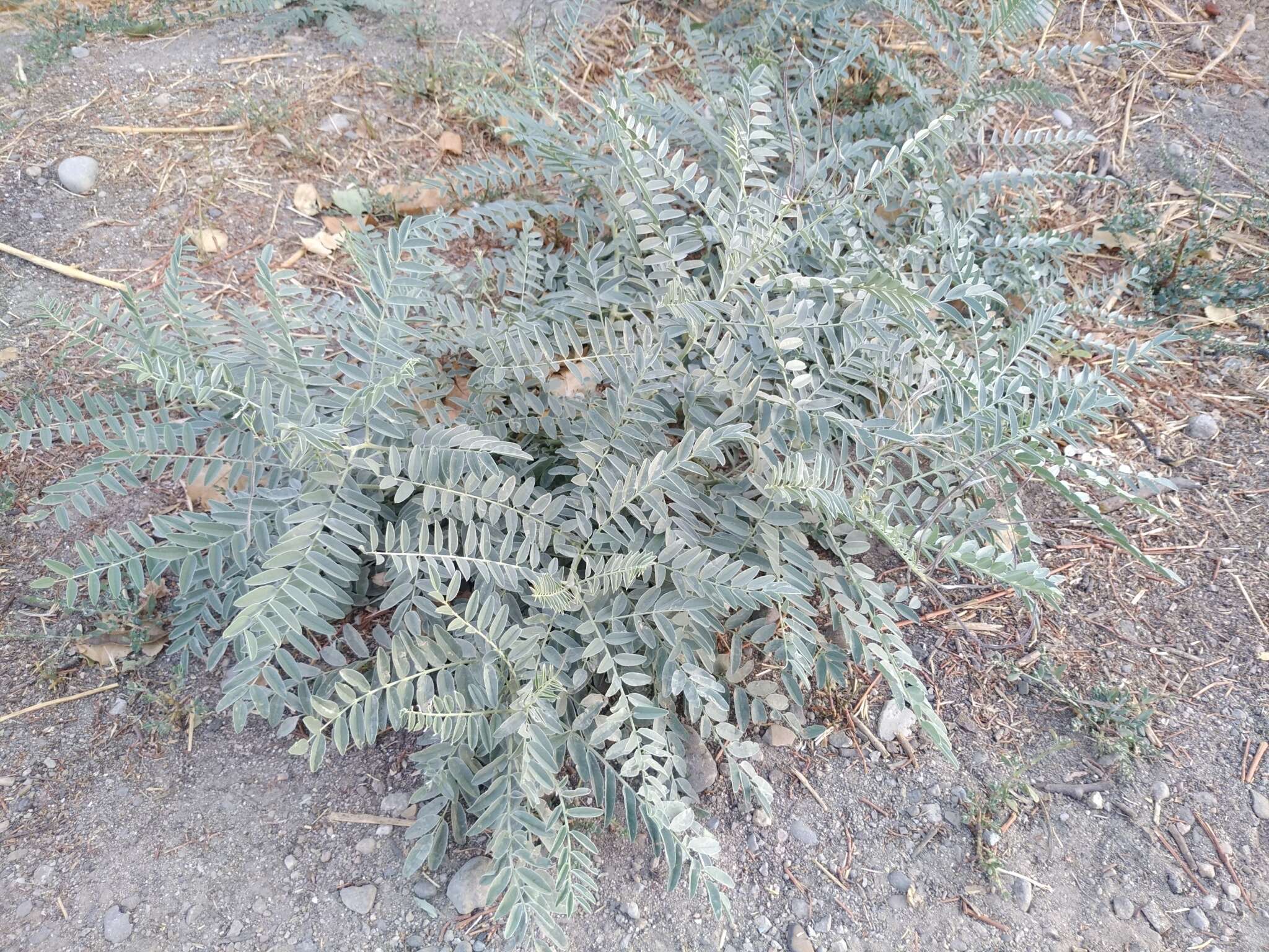 Слика од Sophora pachycarpa C. A. Mey.