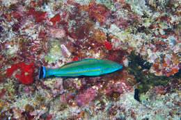 Image of Smalltail wrasse