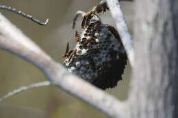 Image of Polistes bahamensis Bequard & Salt 1931