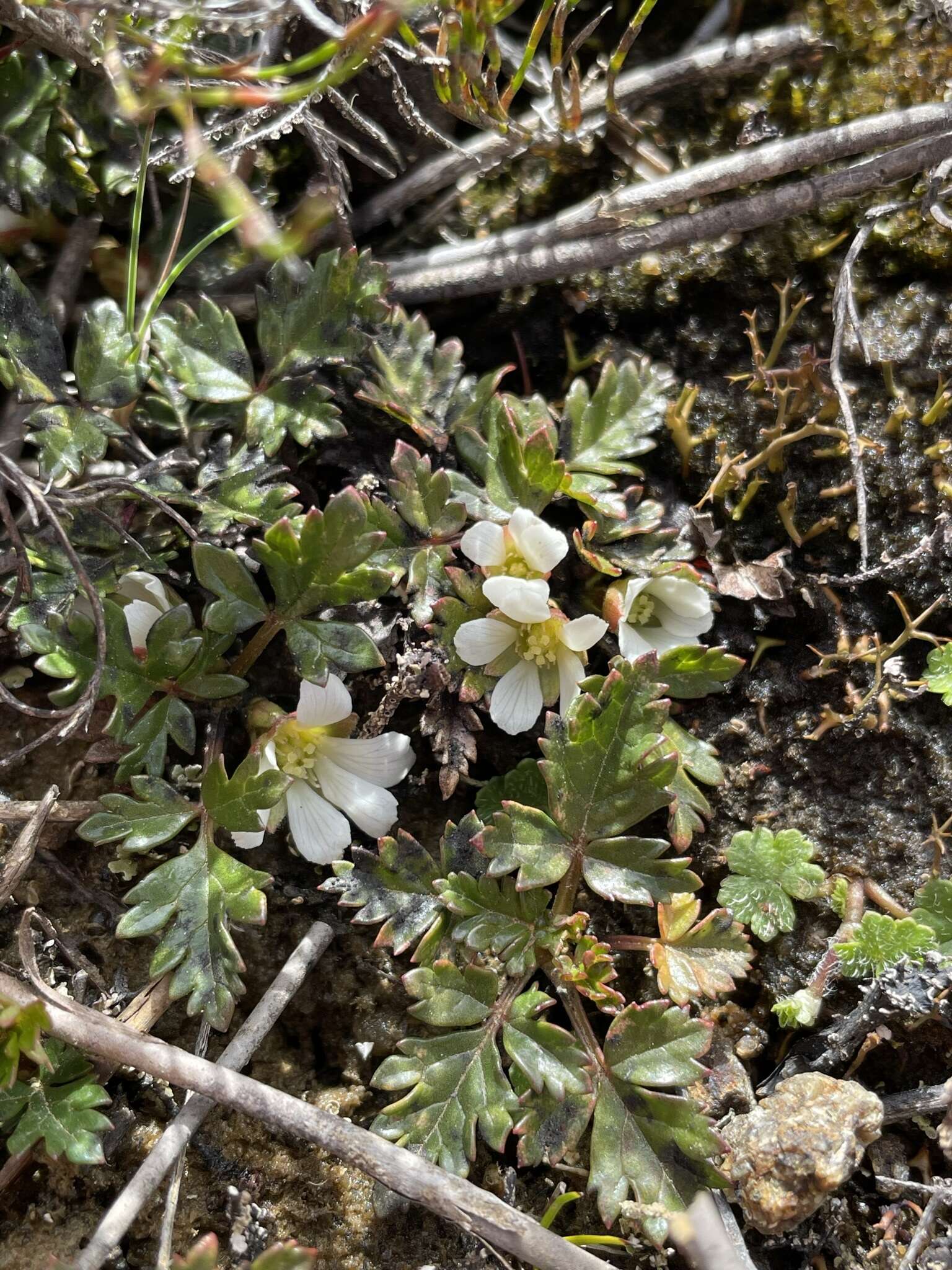 Image of Rubus gunnianus Hook.