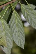 Image of Clerodendrum fortunatum L.