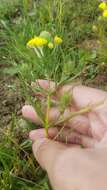 Image of yellowbeak owl's-clover