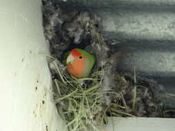 Image of Rosy-faced Lovebird