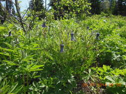 Image of hairy clematis