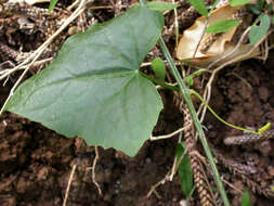 Image of Zehneria mucronata (Bl.) Miq.