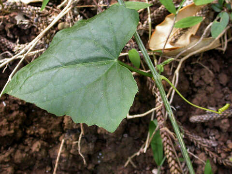 Image of Zehneria mucronata (Bl.) Miq.