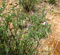 Image of Ocimum burchellianum Benth.