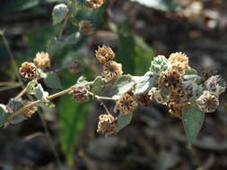 Слика од Abutilon abutiloides (Jacq.) Garcke