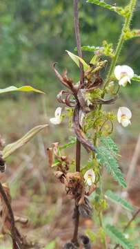 Imagem de Aeschynomene histrix Poir.