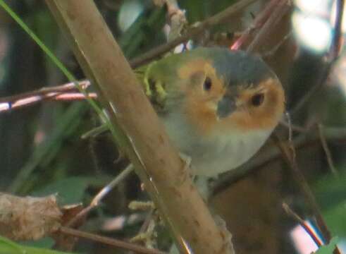 Image of Ochre-faced Tody-Flycatcher