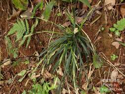 Image of Carex sociata Boott