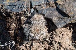 Imagem de Echinopsis schieliana (Backeb.) D. R. Hunt