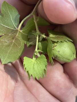 Image of Gossypium herbaceum subsp. africanum (Watt) Vollesen