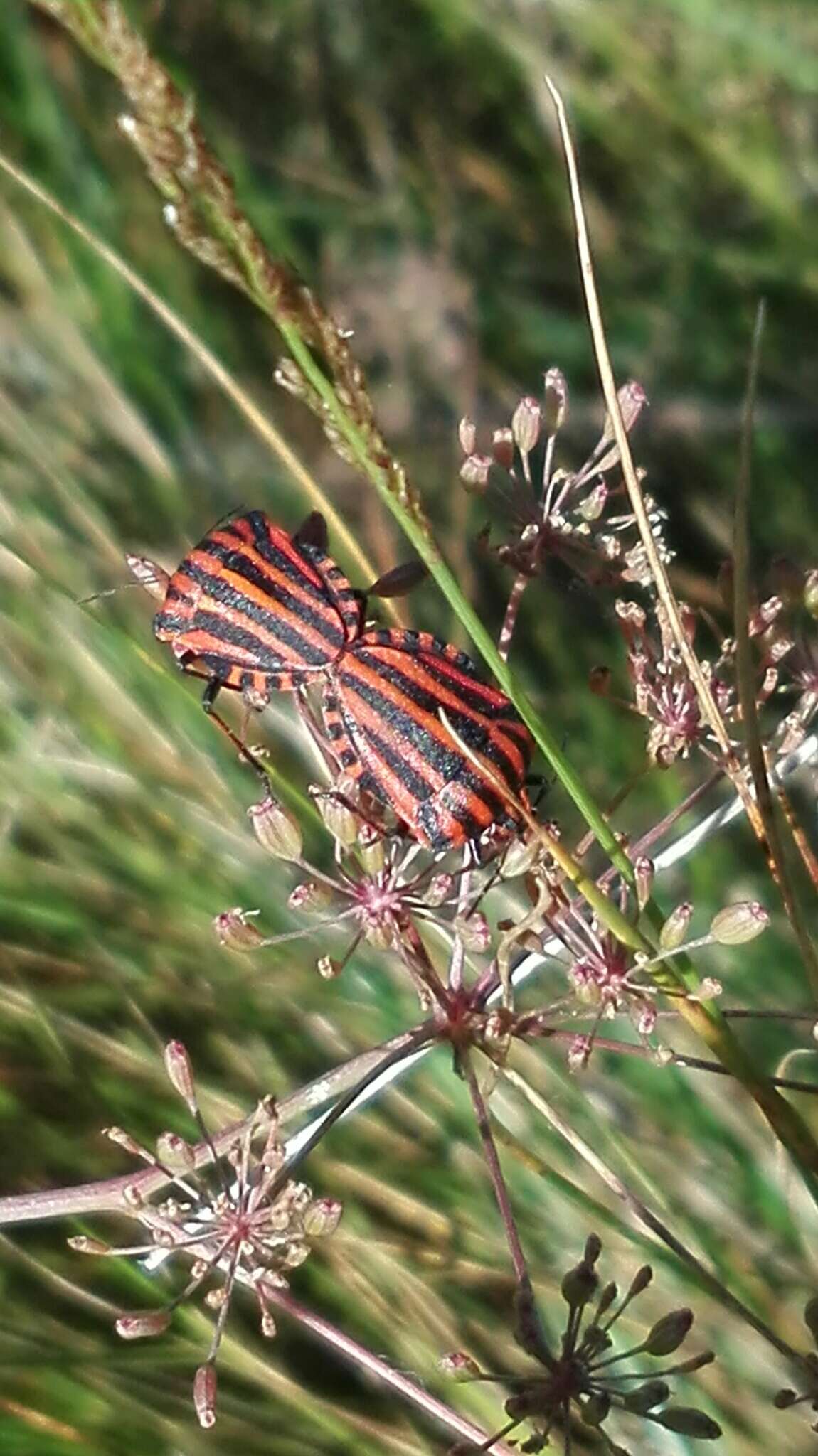 Image of Graphosoma italicum italicum