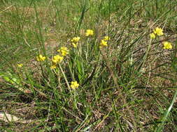 Image of Conostylis aculeata subsp. aculeata