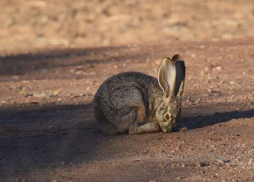 Image of Black-tailed Jackrabbit