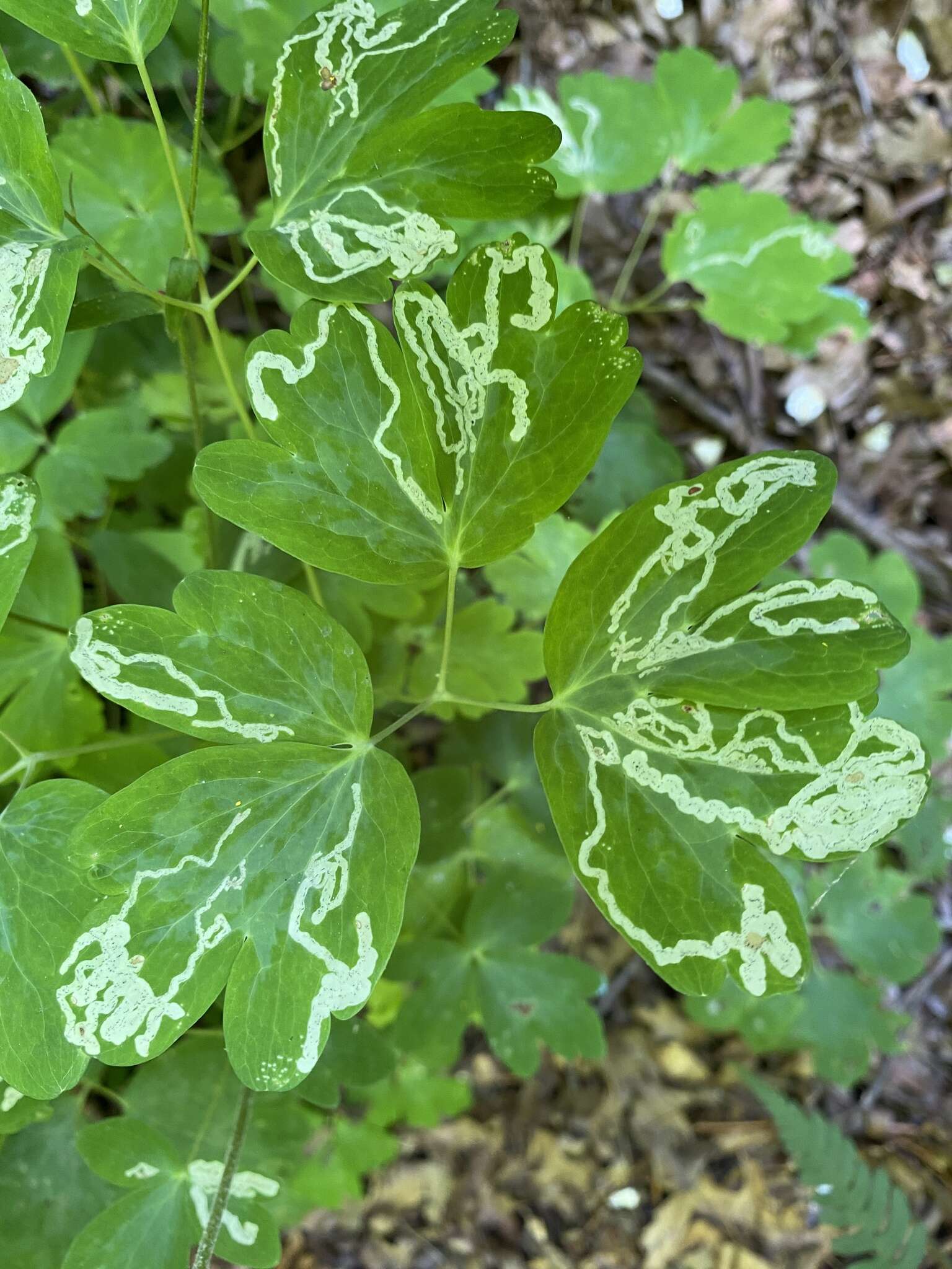 Phytomyza minuscula Goureau 1851 resmi