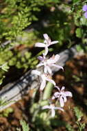 Image of Pink candy orchid