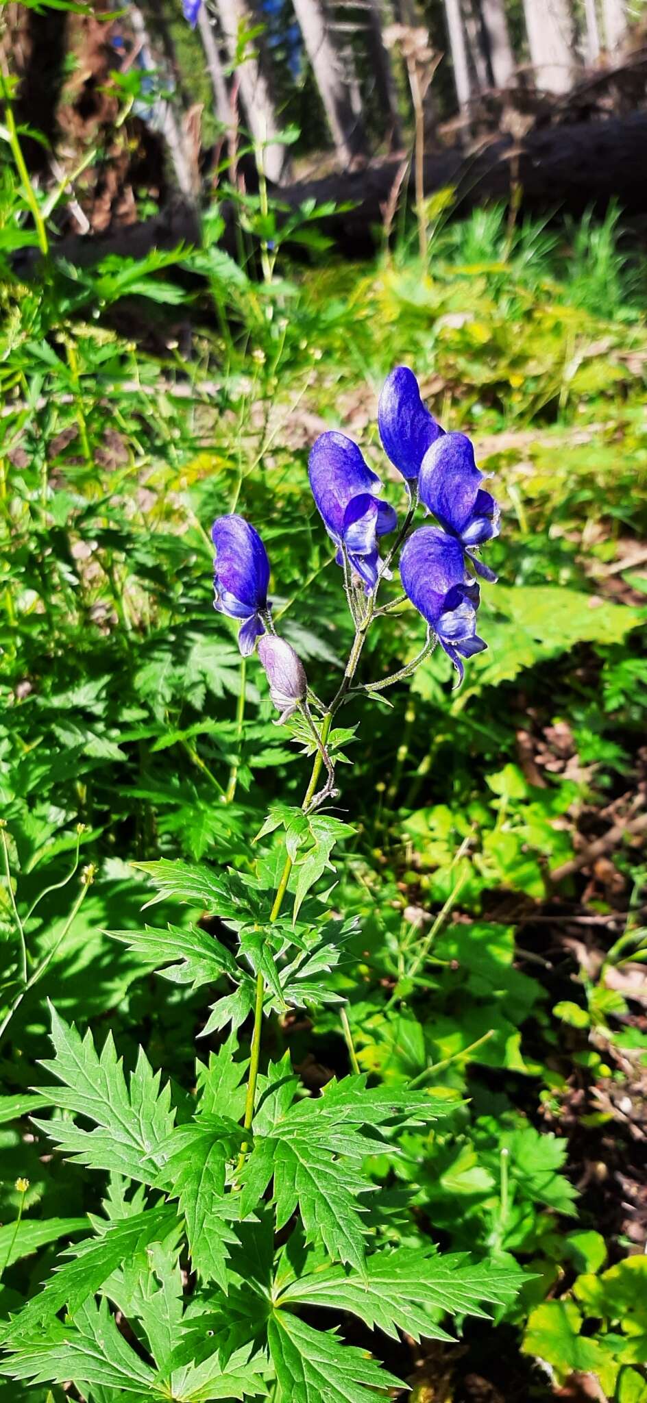 Слика од Aconitum degenii Gayer